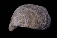 藏品(綠孔雀蛤)的圖片